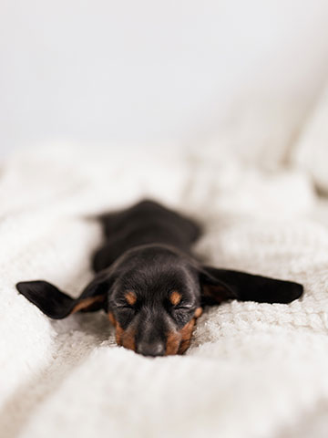 Can dogs stay at Hotel Amarano?