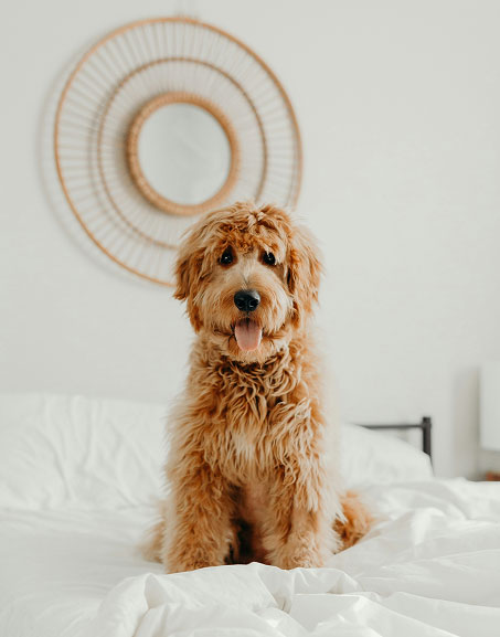 Pet Friendly Rooms