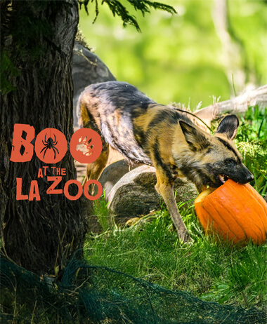 Boo at the L.A. Zoo